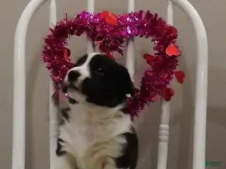 Welsh Corgi Cardigan dogs for sale: Welsh Corgi Cardigan Puppy 4 - Ad 1