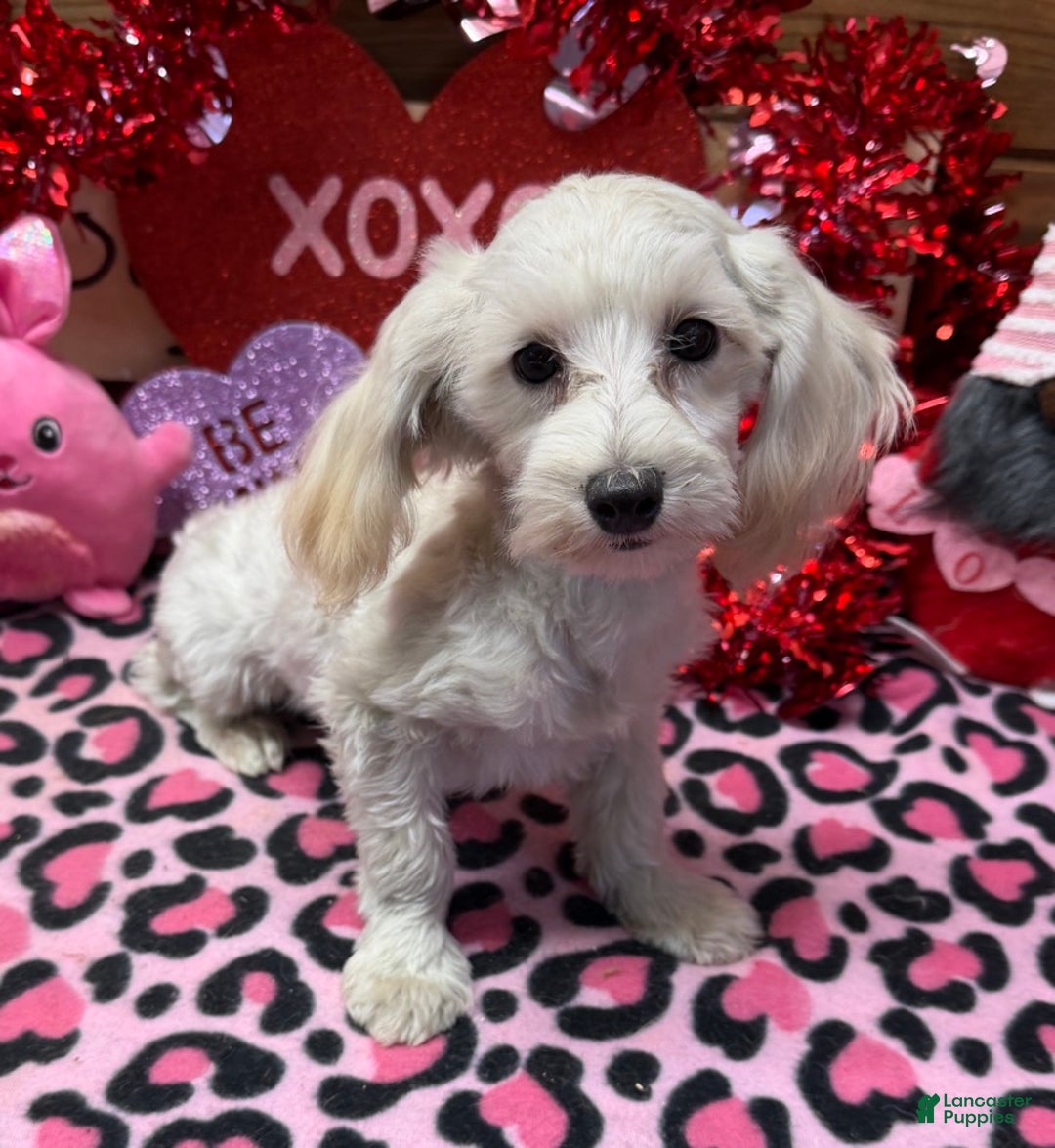 Maltipoo dogs for sale: Timmy - Ad 2