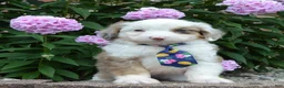 Mini Aussiedoodle dogs for sale: Mini Auggie - Ad 12