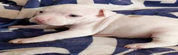 American Bully dogs for sale: Lilac piebald merle female - Ad 1