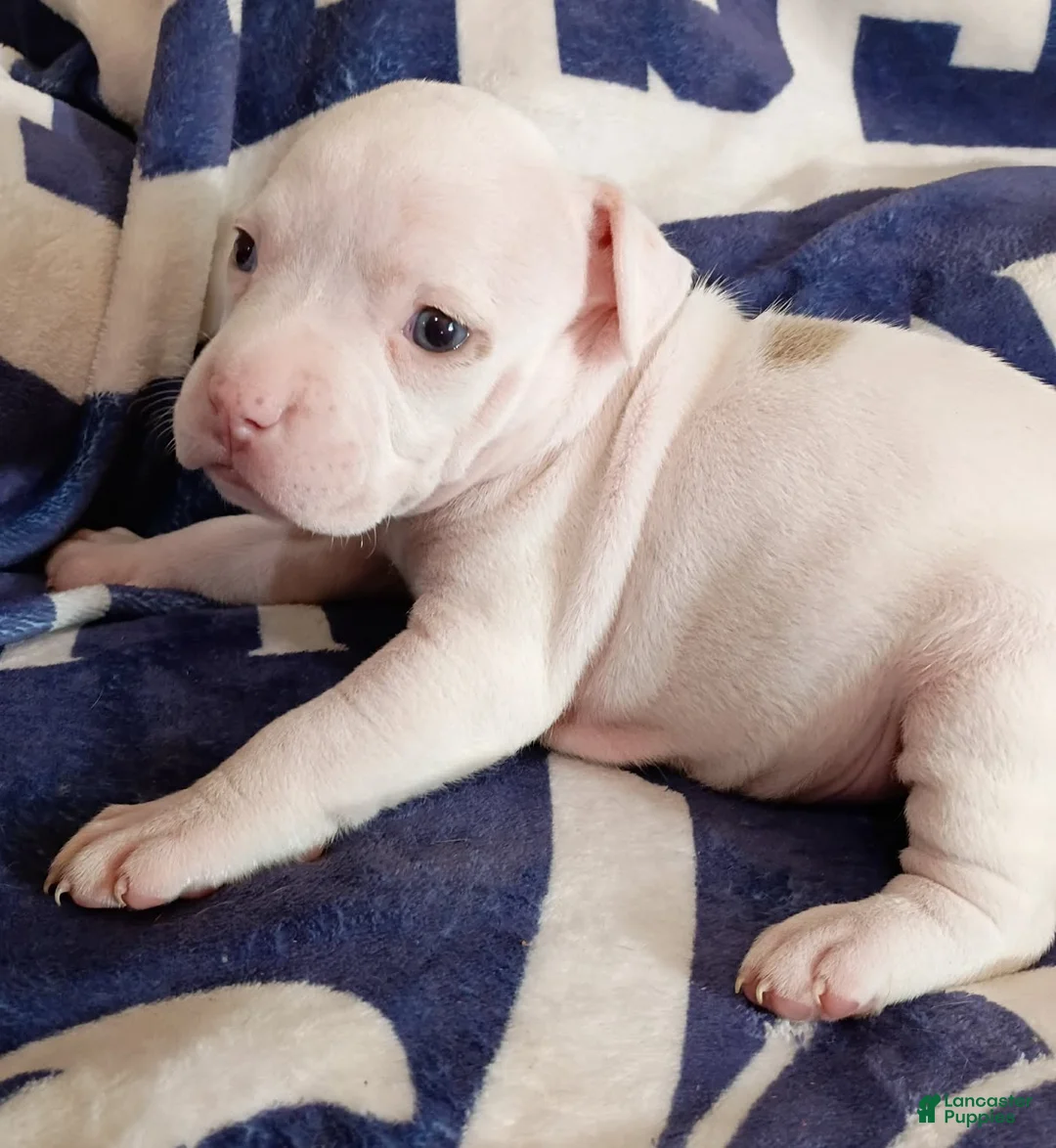 American Bully dogs for sale: Lilac piebald merle female - Ad 1