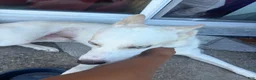 Siberian Husky dogs for sale: Siberian Husky 1 - Ad 8