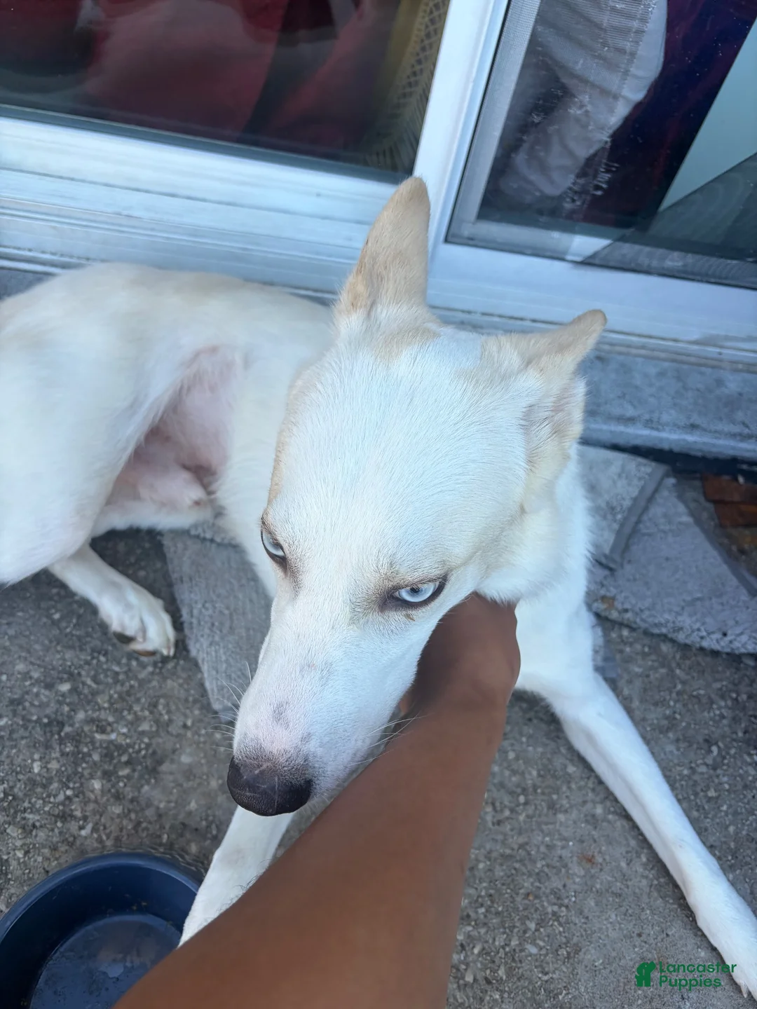 Siberian Husky dogs for sale: Siberian Husky 1 - Ad 8