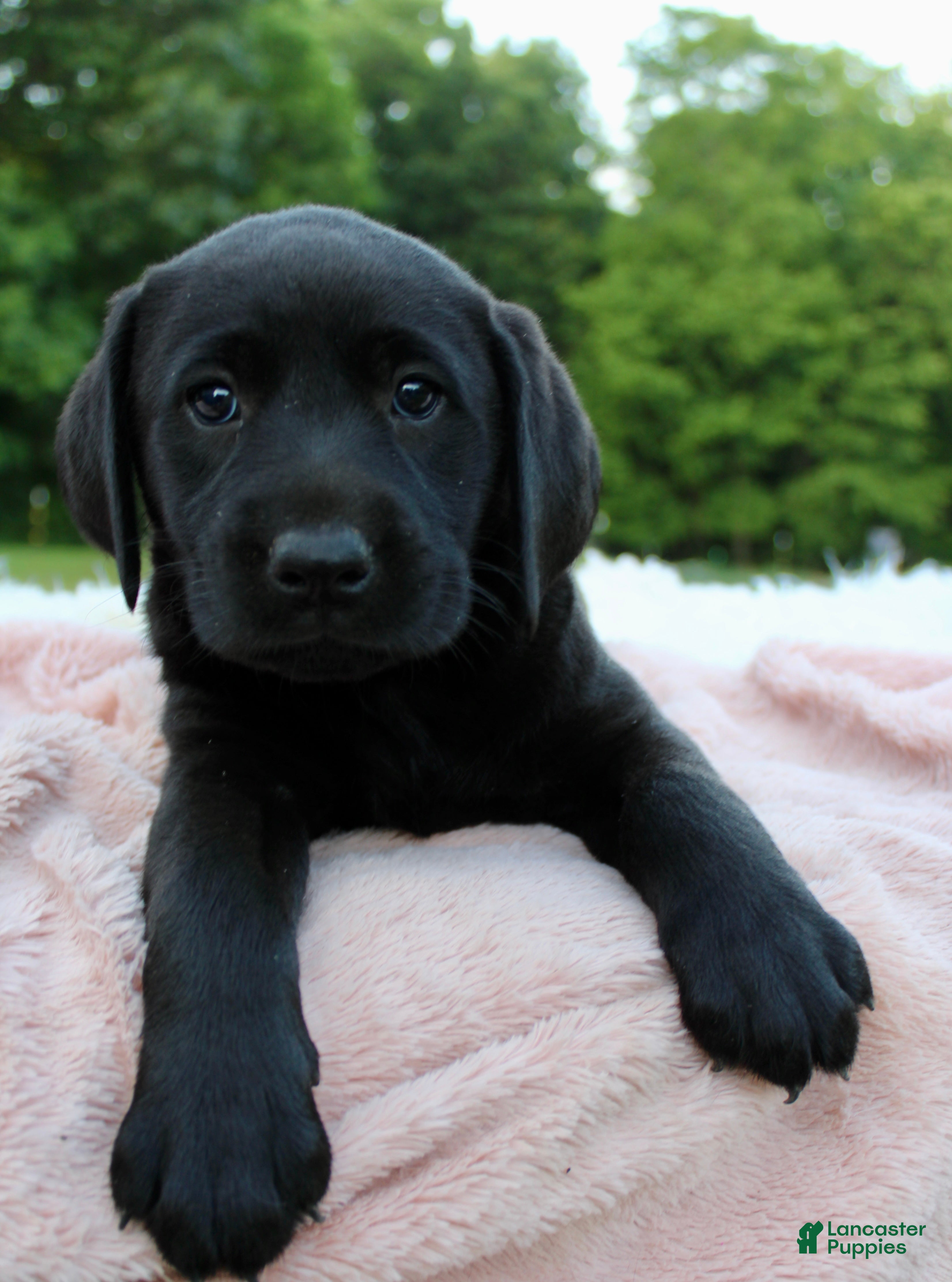 Labrador Retriever dogs for sale: Sally - Ad 1
