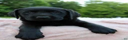 Labrador Retriever dogs for sale: Sally - Ad 1