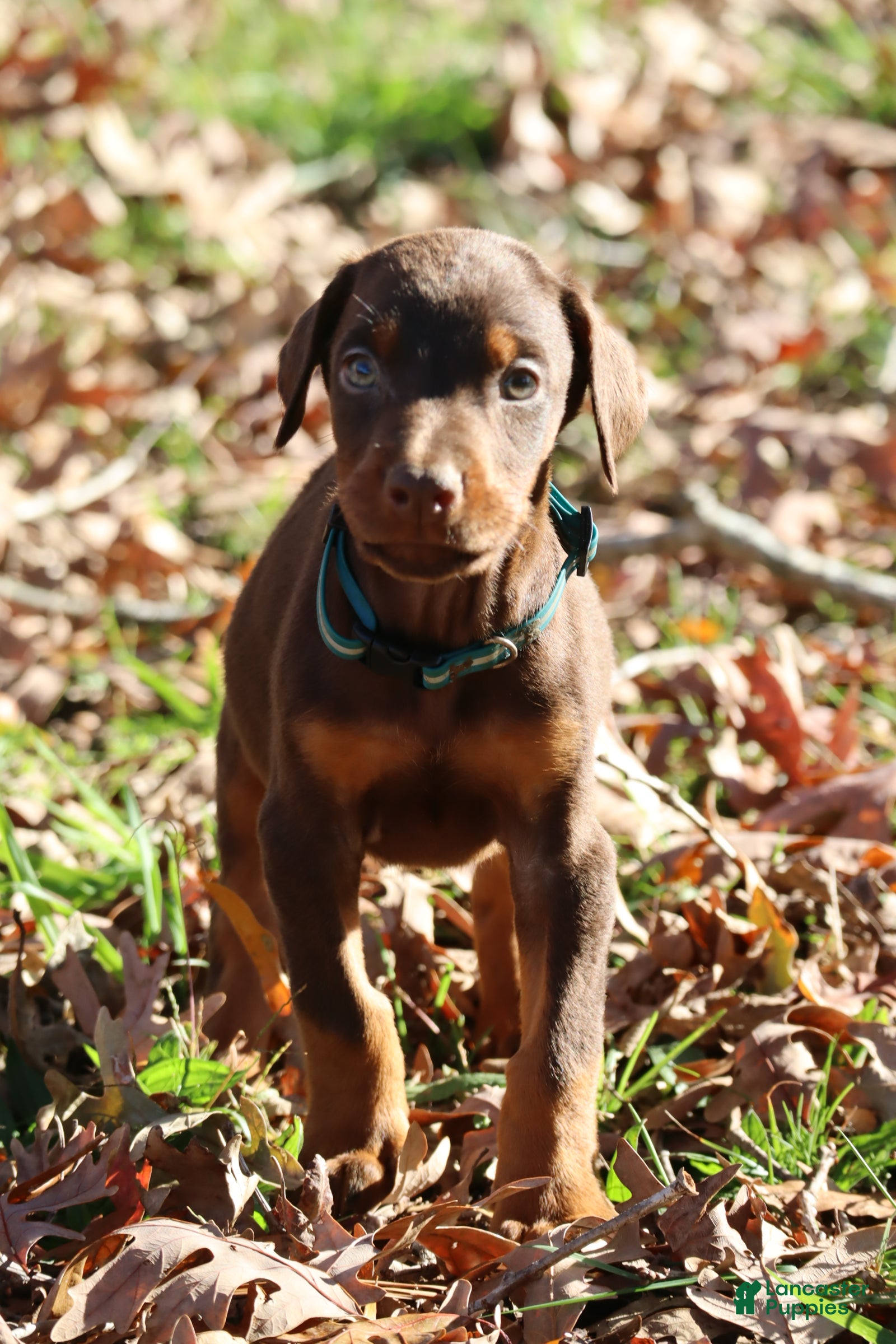 Doberman Pinscher dogs Hunter - Ad 8
