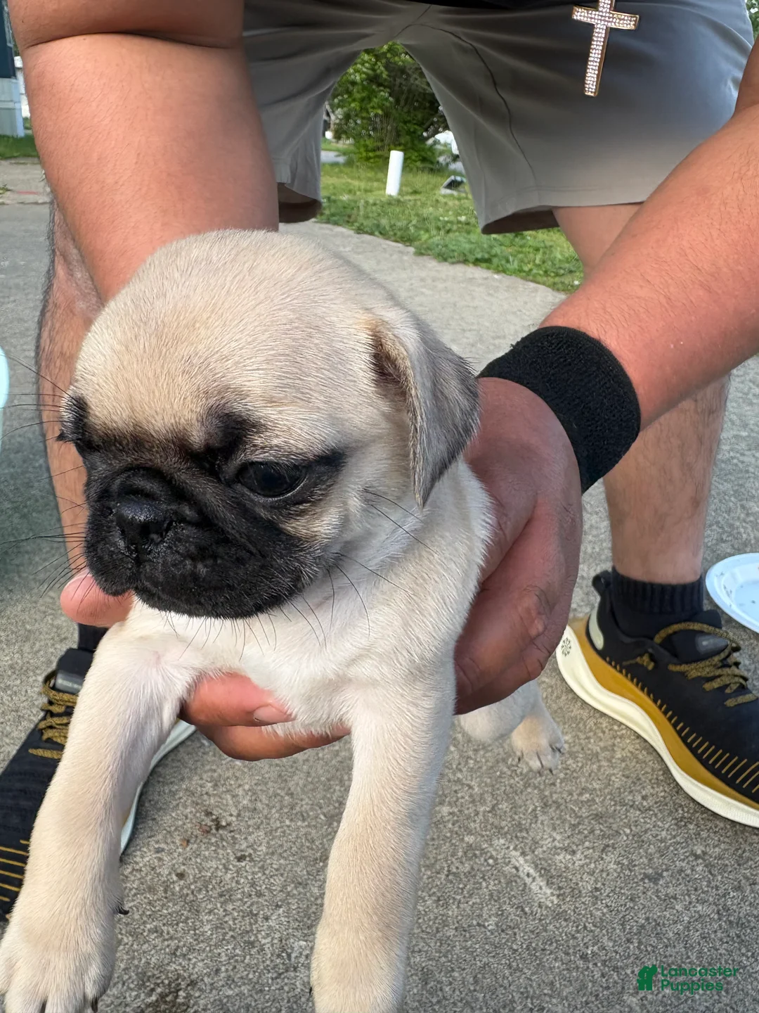 Pug dogs for sale: Pug Puppy 4 red - Ad 1