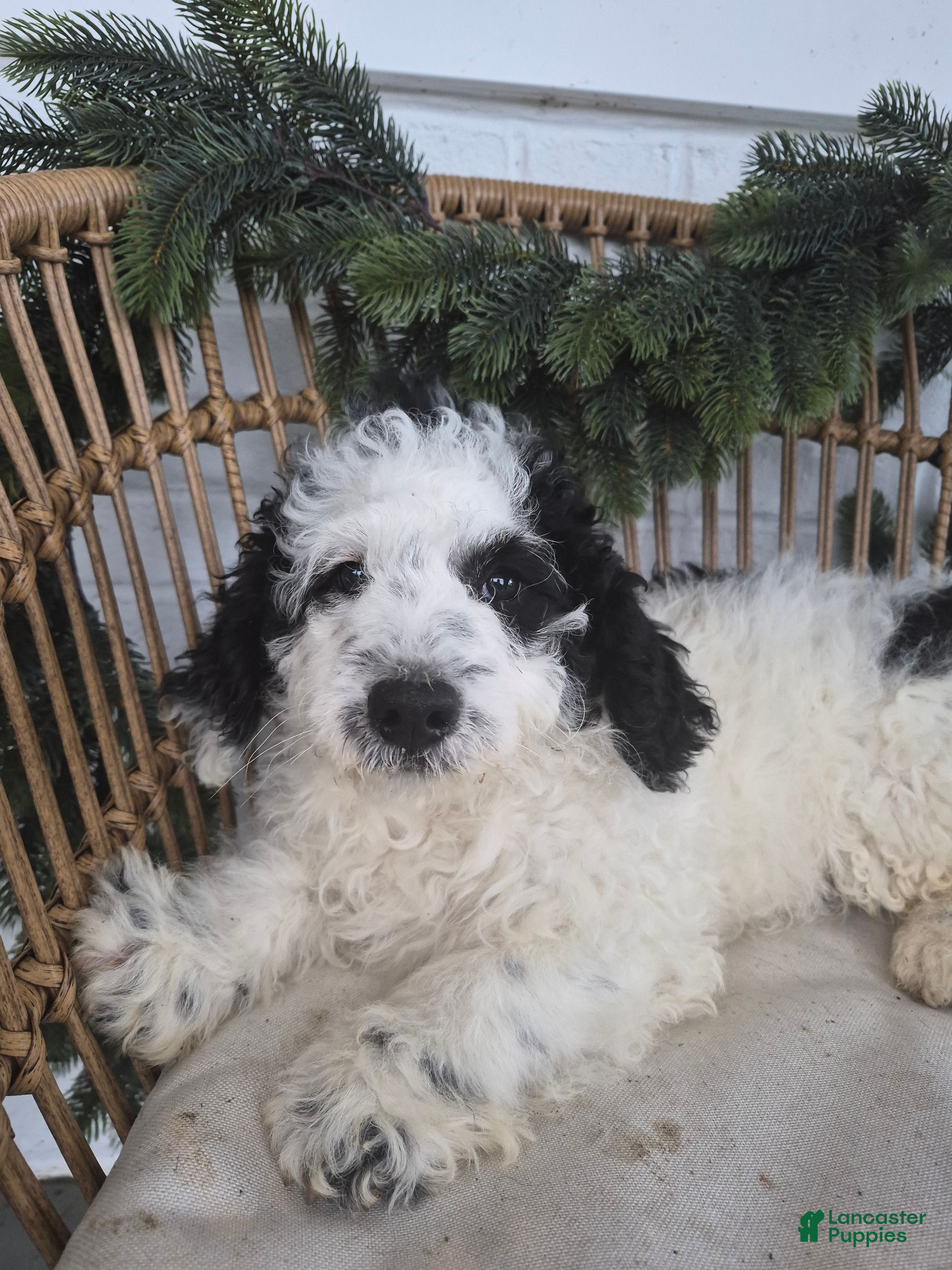 Mini Bernedoodle dogs Louie - Ad 32