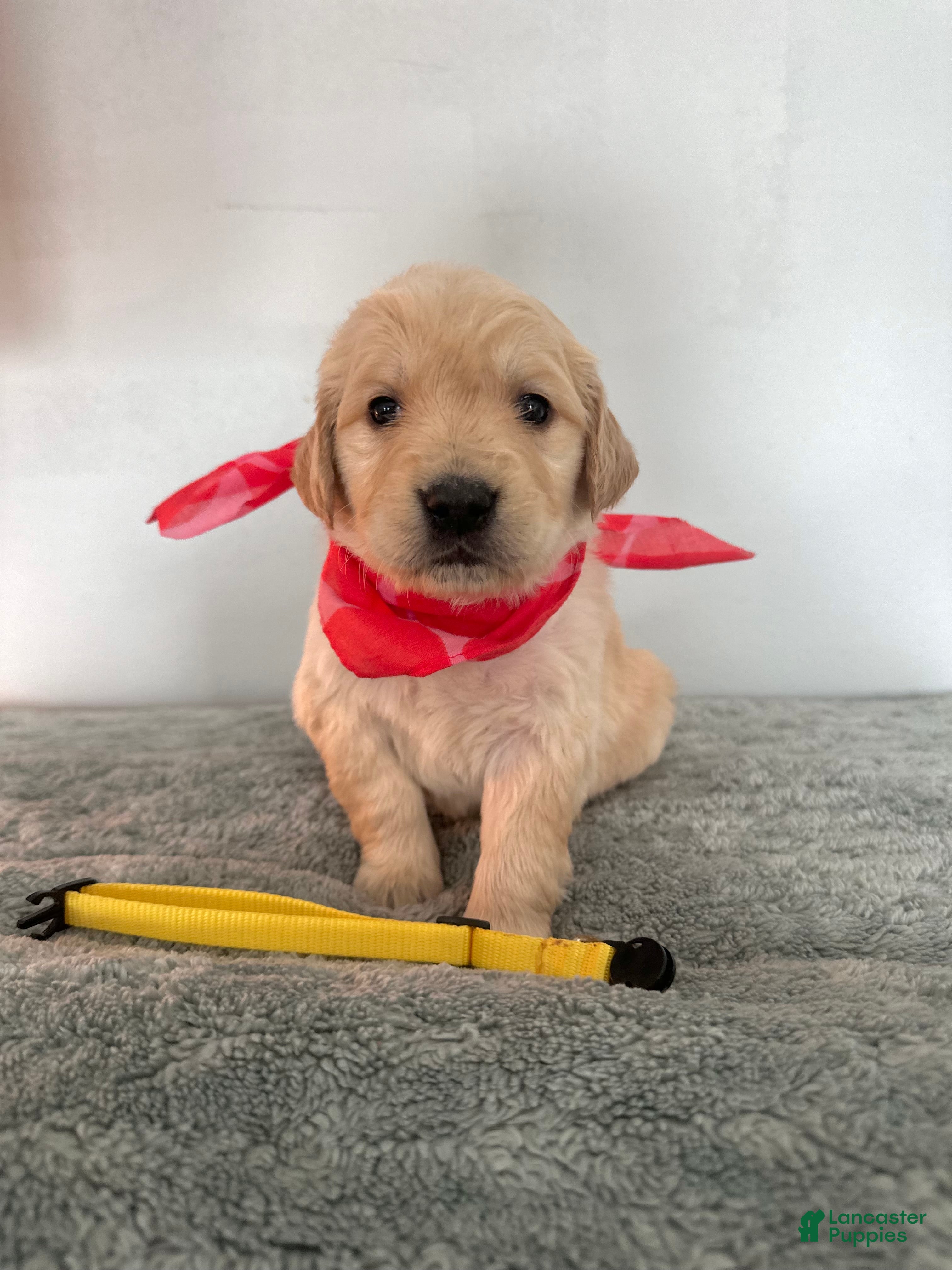 Golden Retriever dogs The Charlie Brown girls - Ad 14