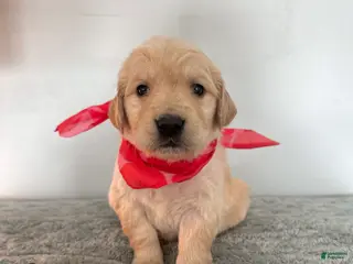 Golden Retriever dogs The Charlie Brown girls - Ad 14