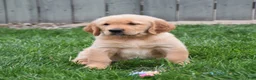 Golden Retriever dogs for sale: Gemma - Ad 1