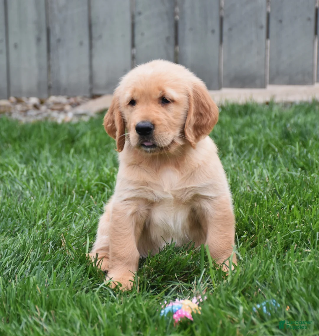 Golden Retriever dogs for sale: Gemma - Ad 1