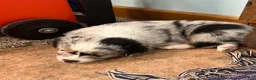 Australian Shepherd dogs for sale: Wade - Ad 7