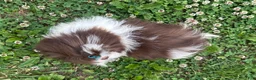 Shih Tzu dogs for sale: Weston - Ad 3