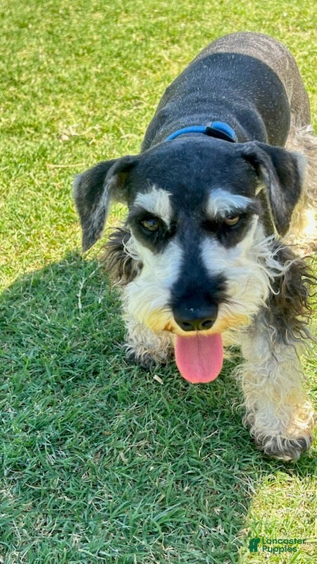 Miniature Schnauzer dogs Ranger - Ad 2