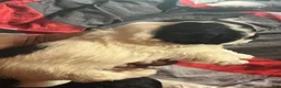 Shihpoo dogs for sale: Shihpoo 1 - Ad 2