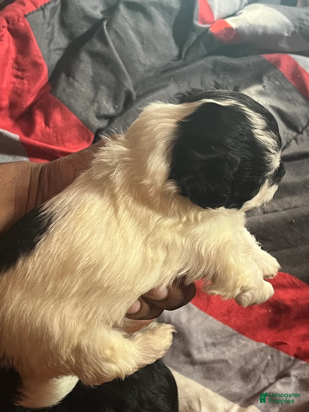 Shihpoo dogs for sale: Shihpoo 1 - Ad 2
