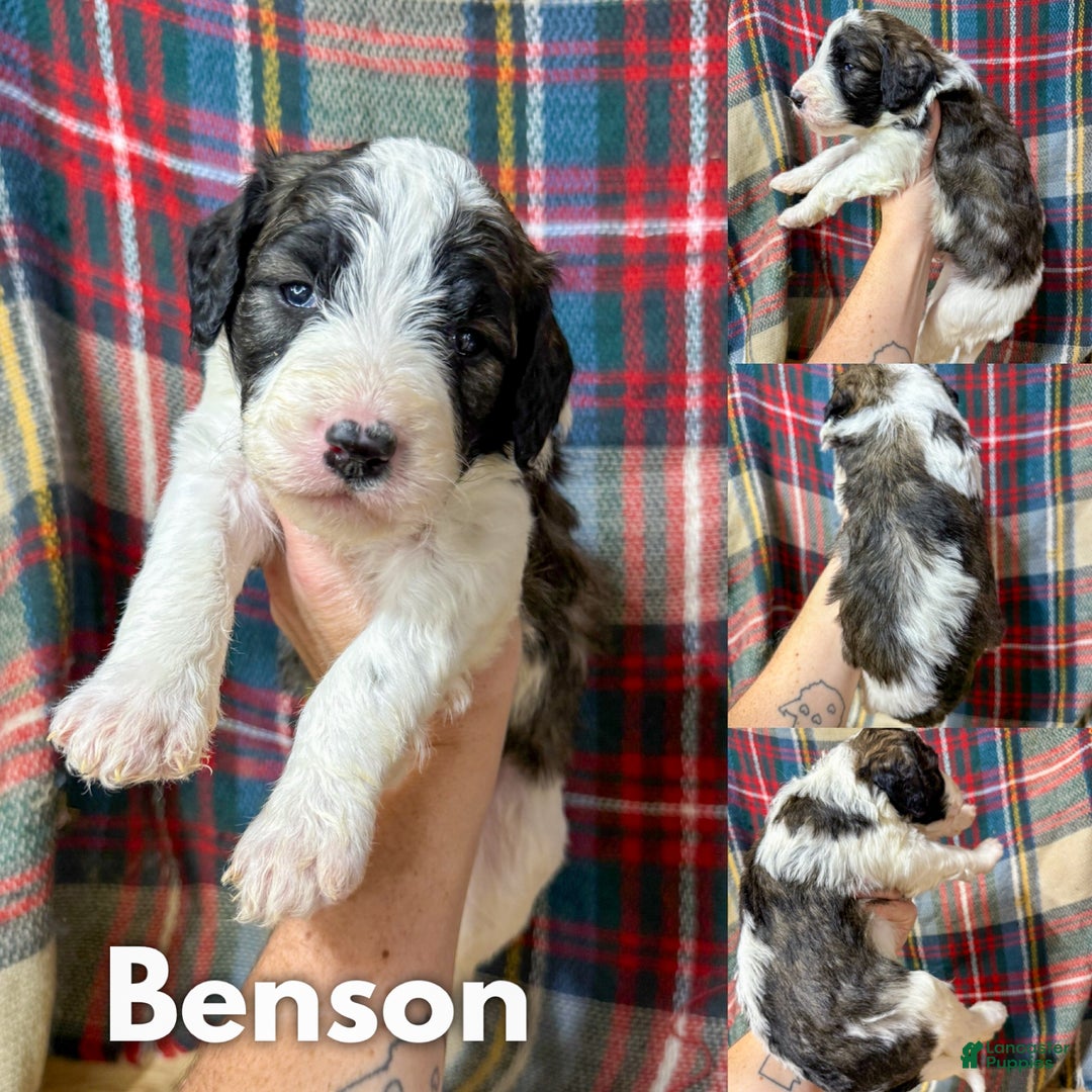 Mixed Breed dogs for sale: Benson - Ad 1