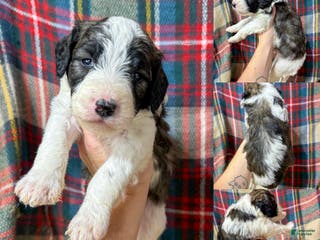 Mixed Breed dogs Benson - Ad 4