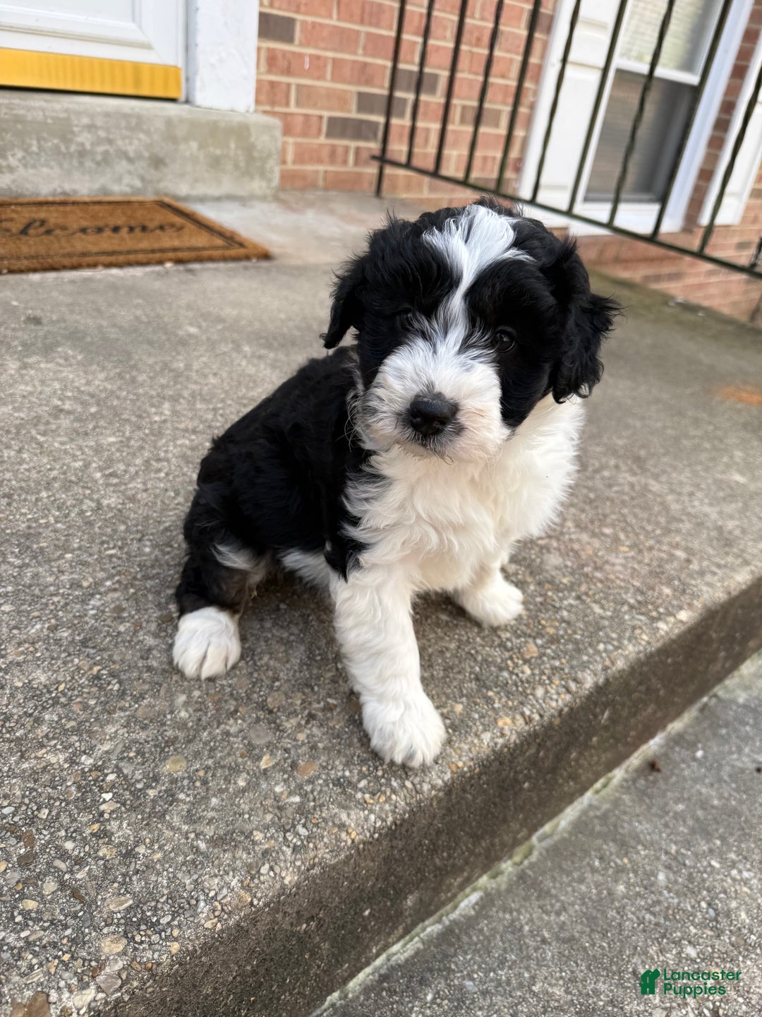 Mini Aussiedoodle dogs for sale: Mini Aussiedoodle Puppy 1 - Ad 3