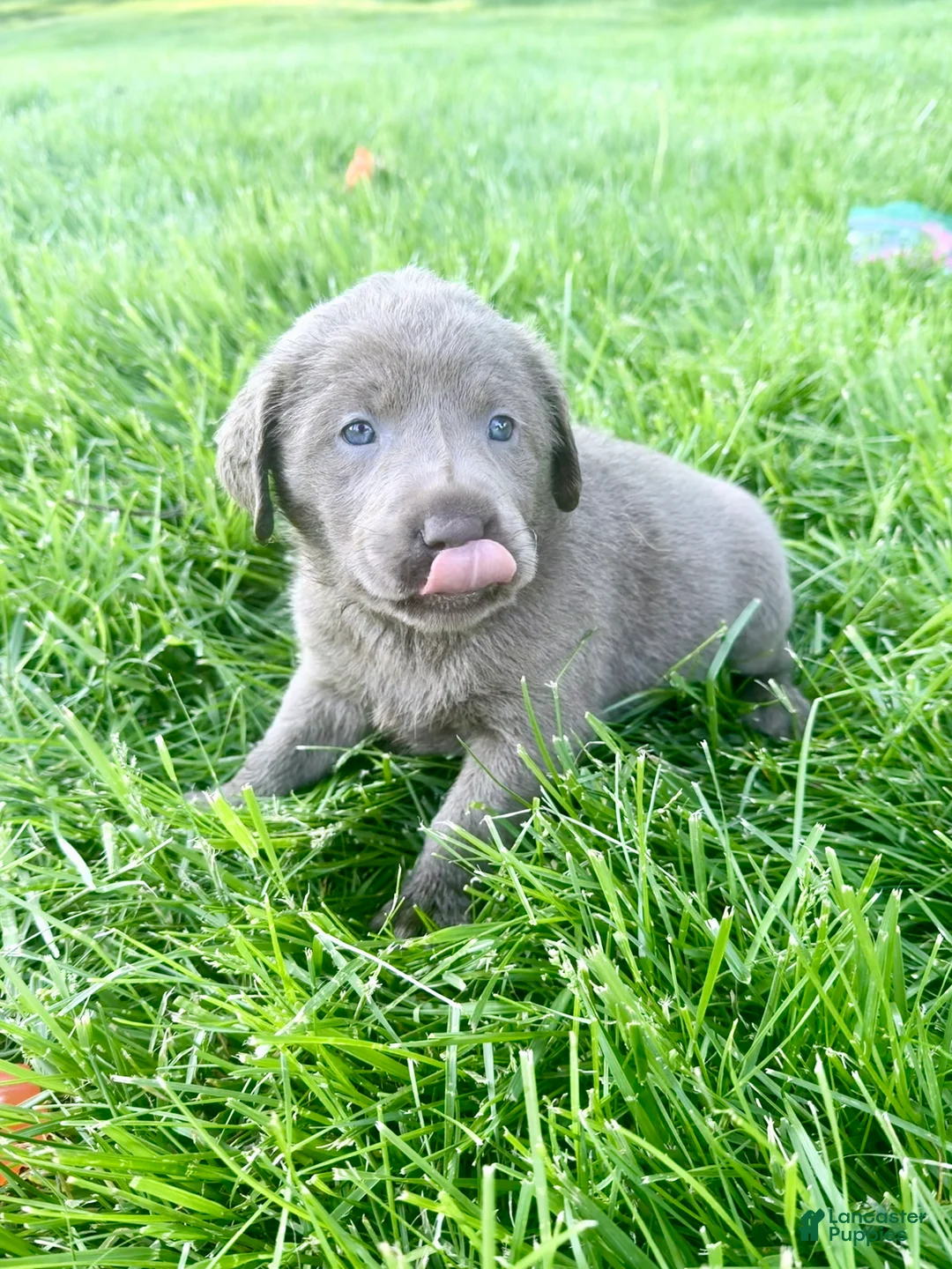 Labrador Retriever dogs for sale: Bullet - Ad 1