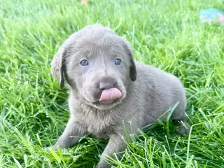 Labrador Retriever dogs for sale: Bullet - Ad 3