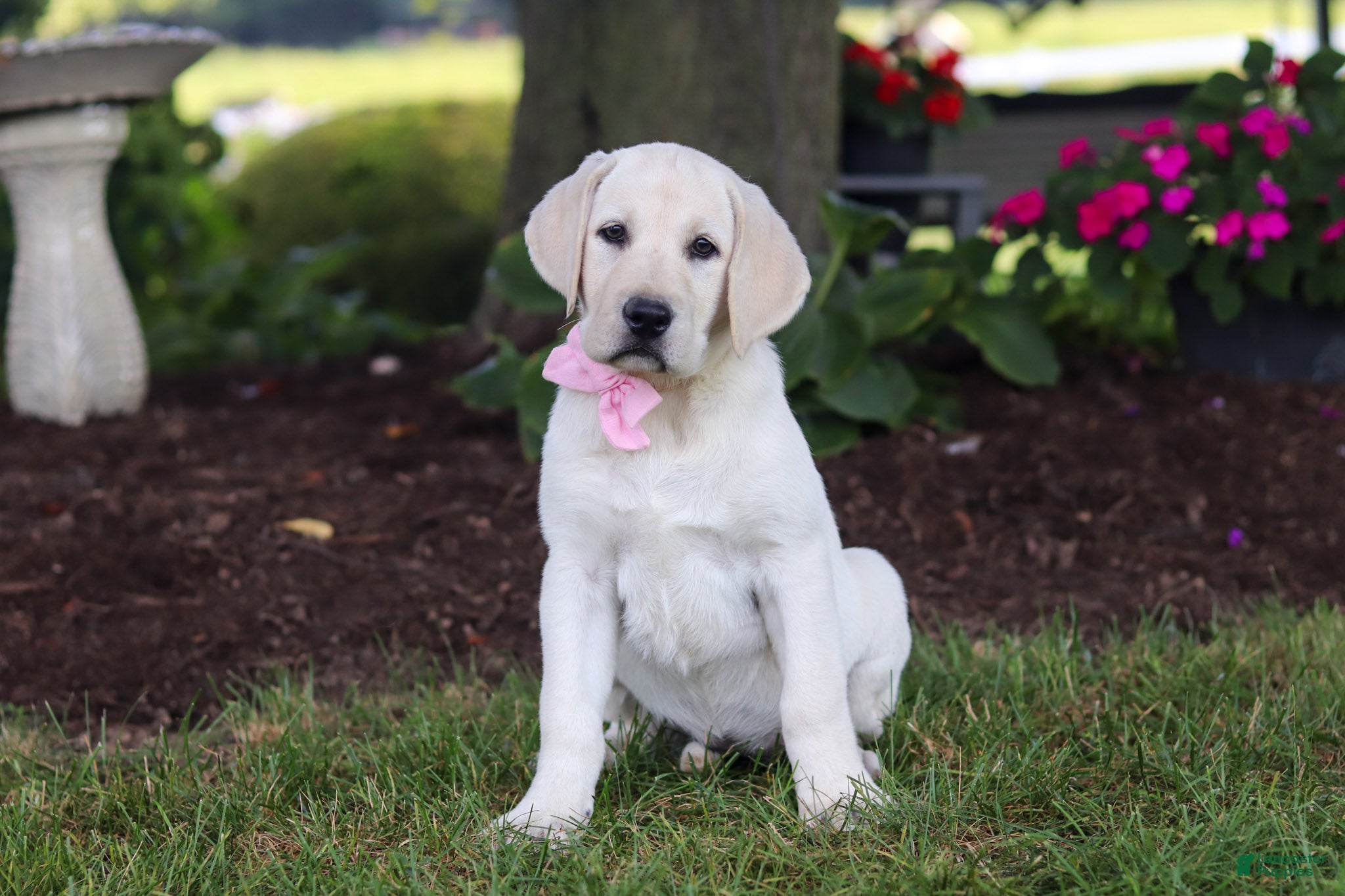 Labrador Retriever dogs Brittany - Ad 1