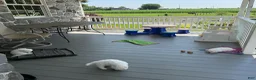 Bichon Frise dogs for sale: Jemima - Ad 17