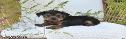 Yorkshire Terrier dogs for sale: Nico - Ad 4