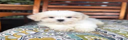 Malshi dogs for sale: Miles - Ad 3
