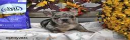 French Bulldog dogs for sale: Winnie - Ad 5