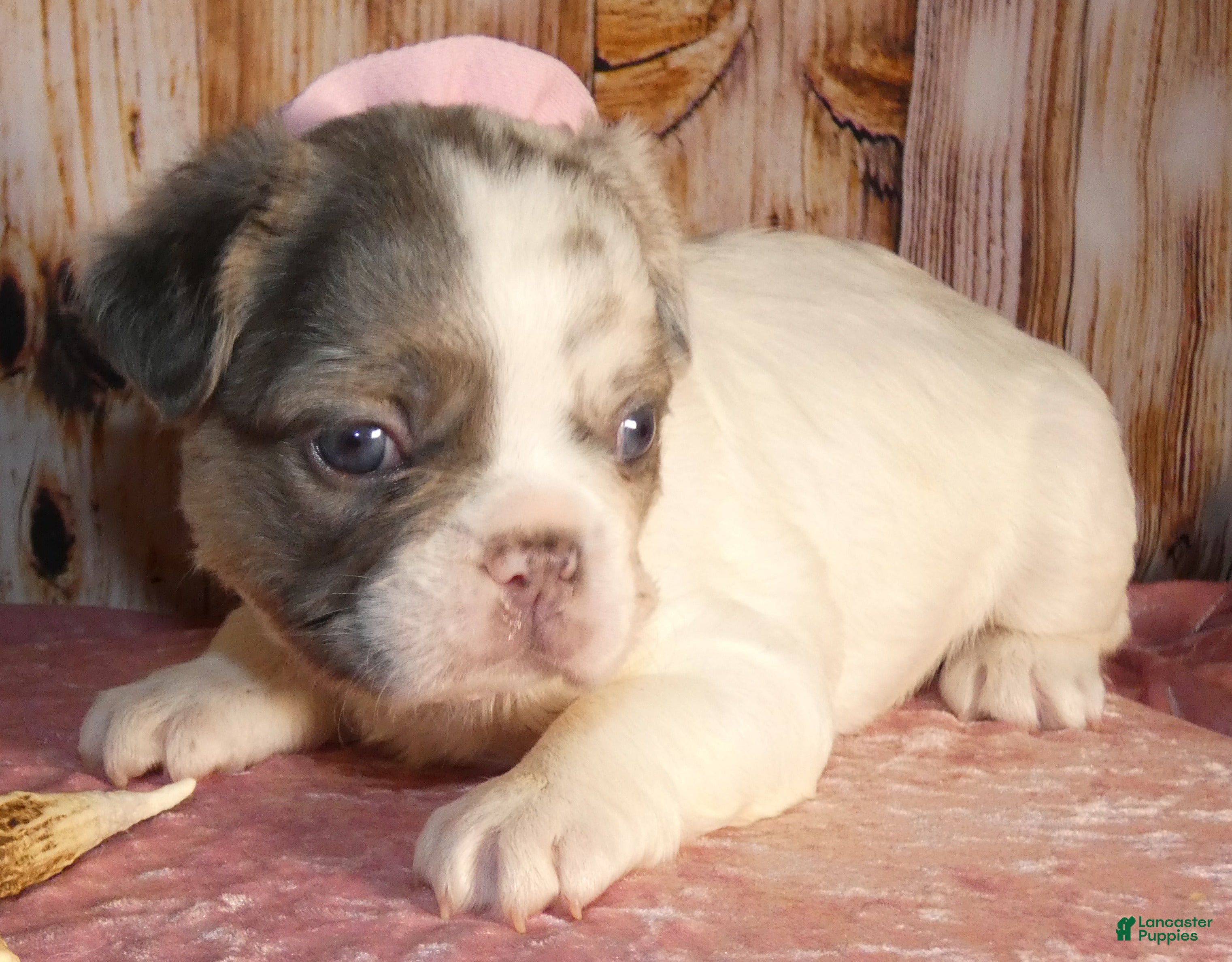 French Bulldog dogs French Bulldog 3 - Ad 1