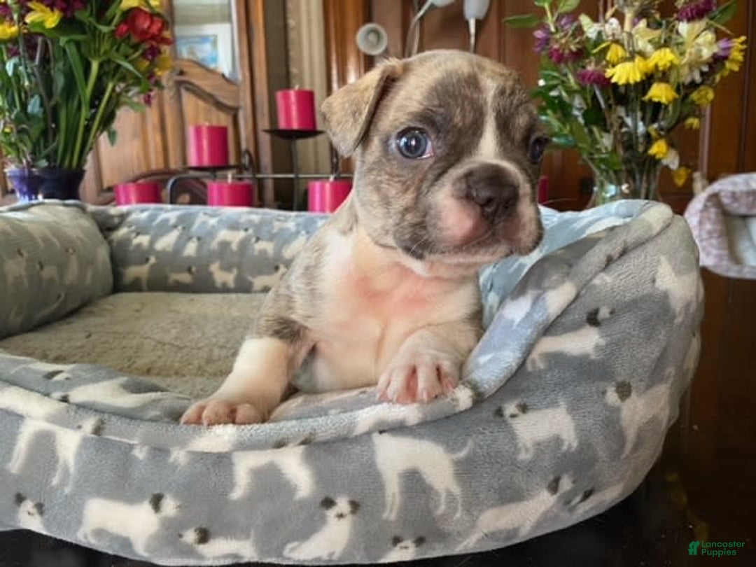 Gallery Image {{count}}