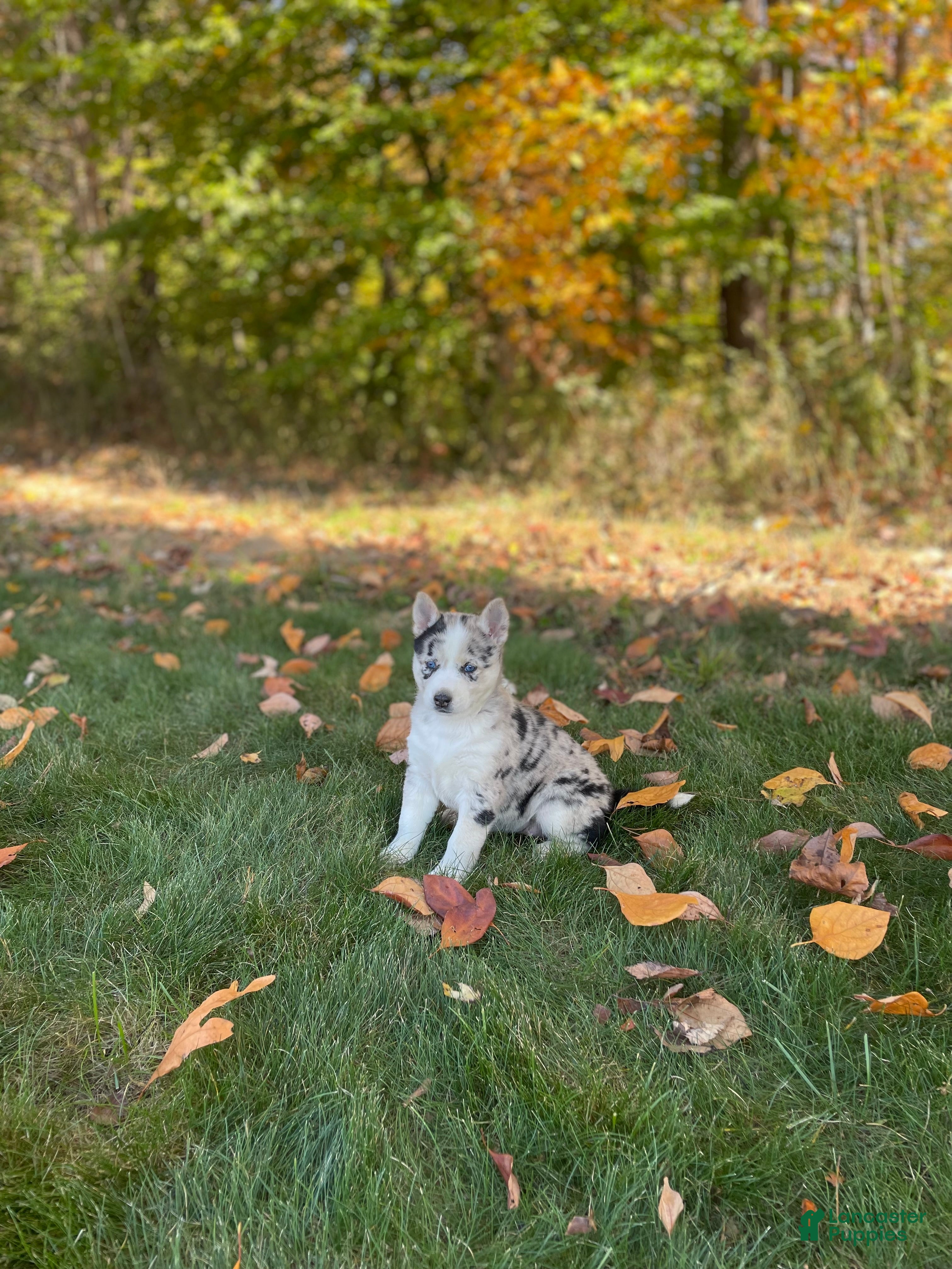 Gerberian Shepsky dogs for sale: Sprinkles  - Ad 1