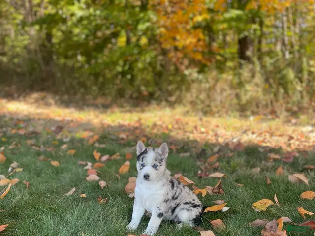 Gerberian Shepsky dogs for sale: Sprinkles - Ad 1
