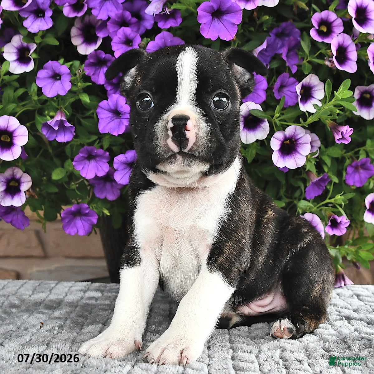 Boston Terrier dogs Bingo - Ad 2
