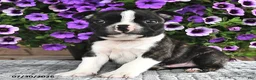 Boston Terrier dogs for sale: Bingo - Ad 2