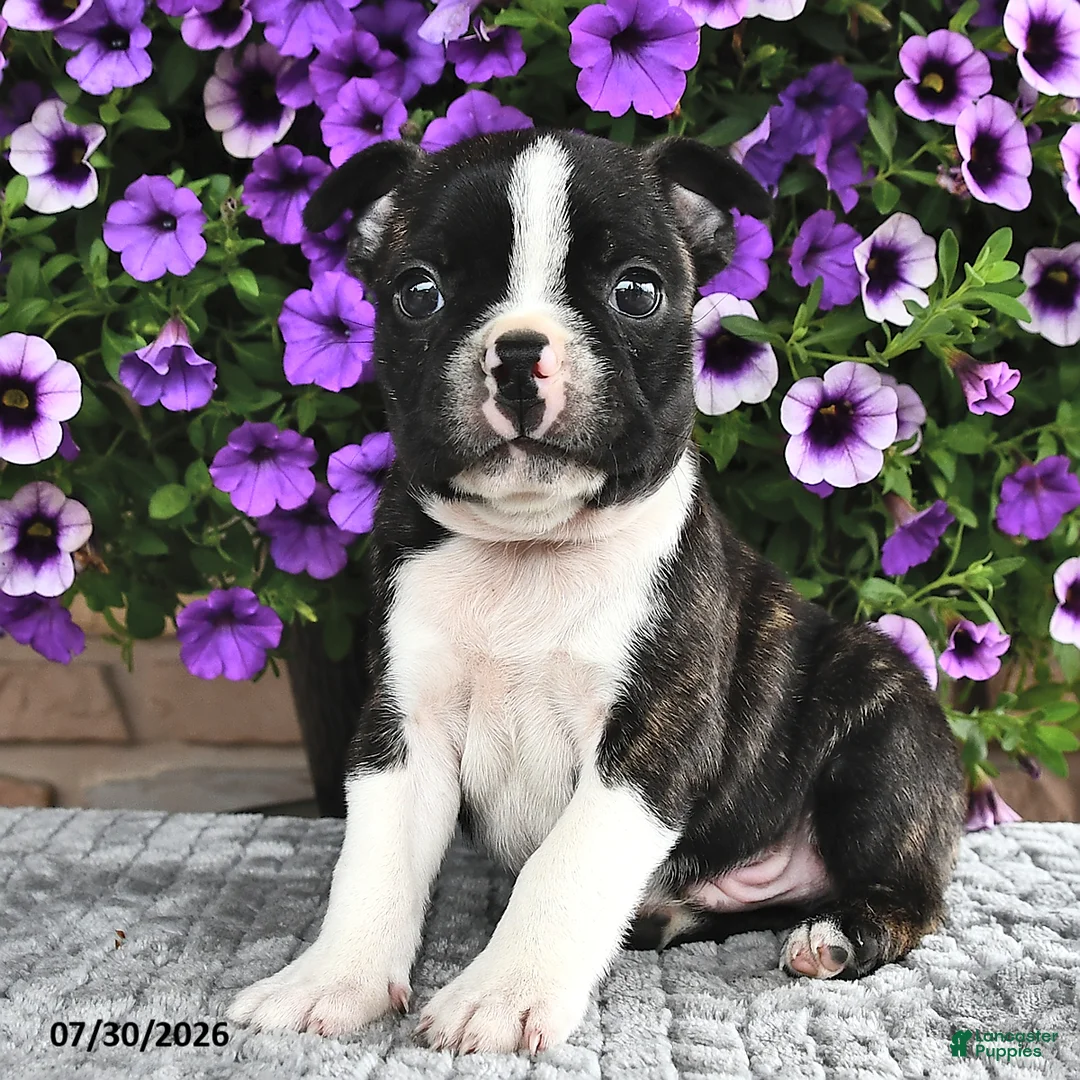 Boston Terrier dogs for sale: Bingo - Ad 2