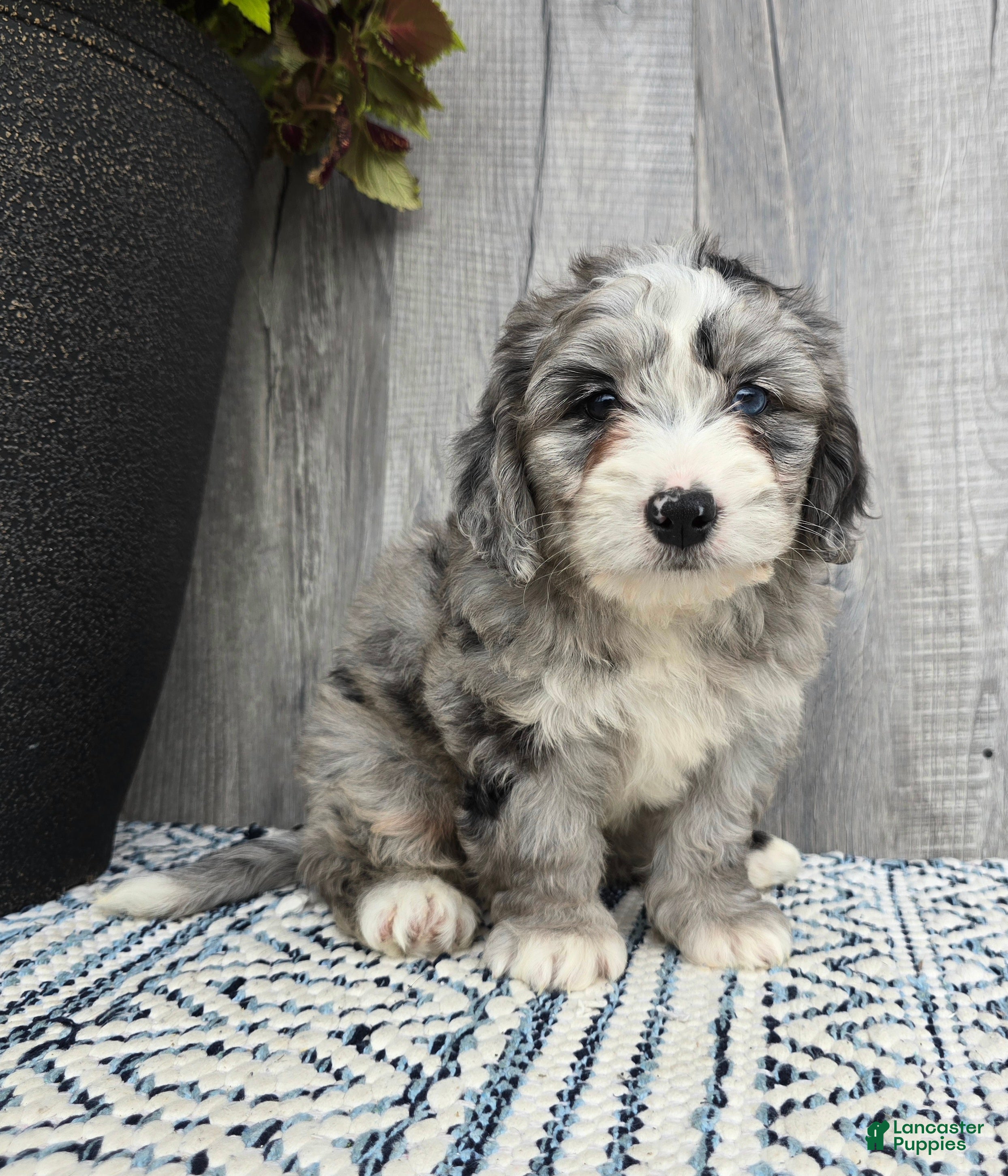Mini Bernedoodle dogs for sale: Mini Wally - Ad 2