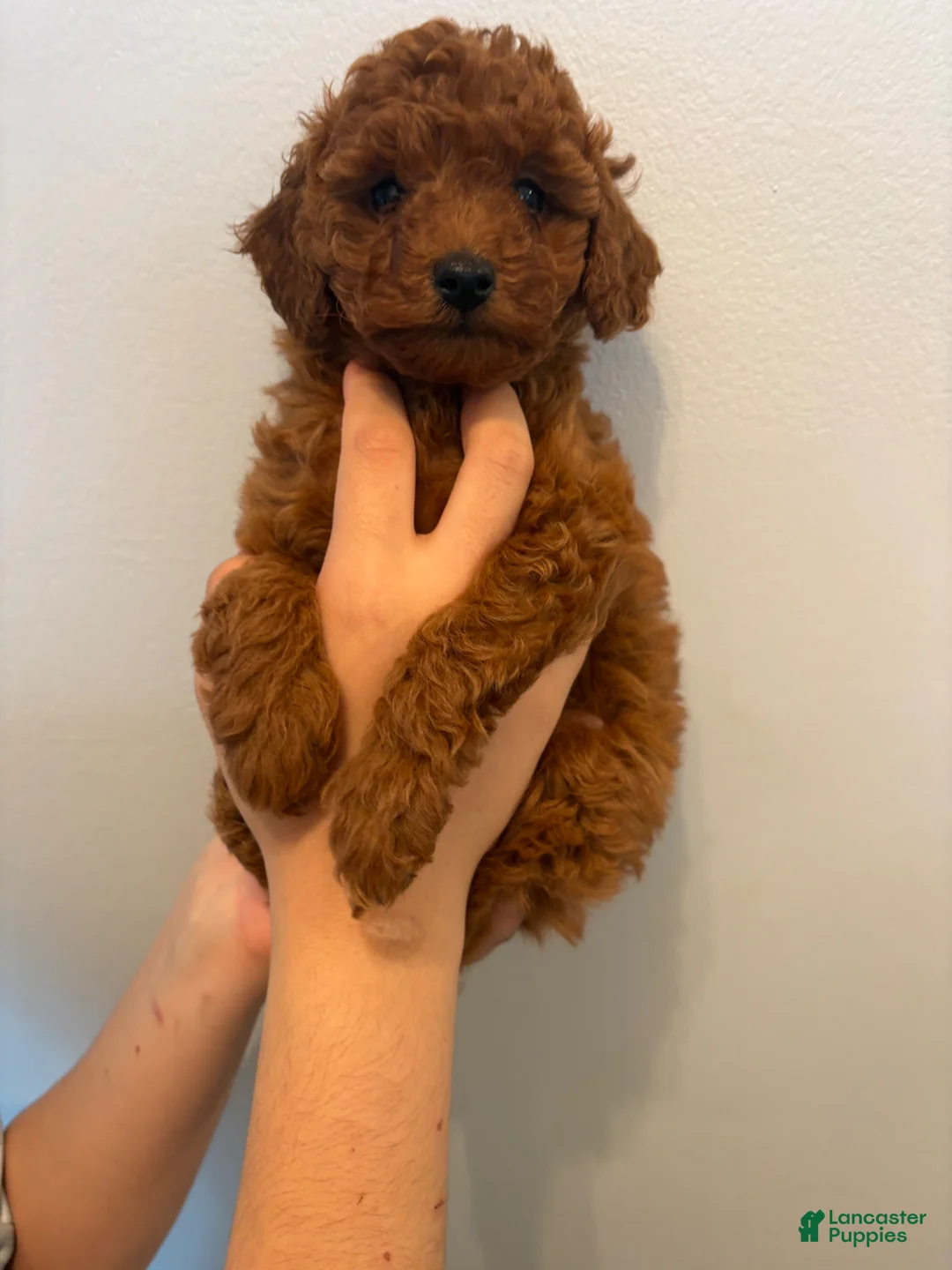 Toy Poodle dogs for sale: Vicky - Ad 2