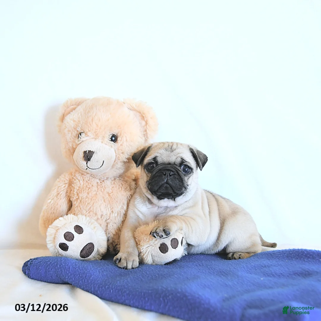 Pug dogs for sale: Buttercup - Ad 1