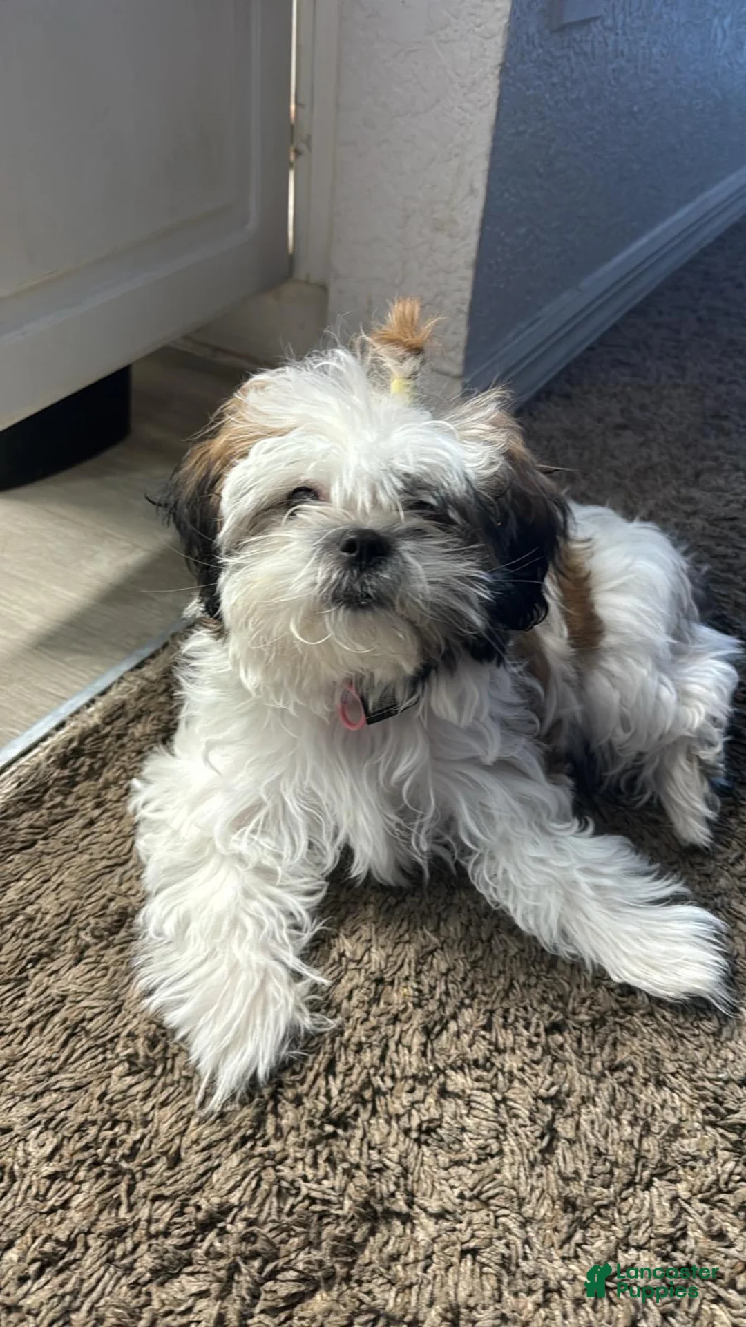 Mixed Breed dogs for sale: Mixed Breed 1 - Ad 17