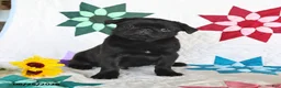 Pug dogs for sale: Blackie - Ad 1