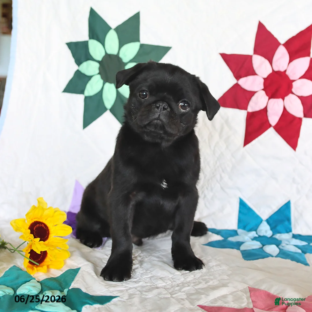 Pug dogs for sale: Blackie - Ad 1