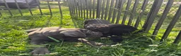 Cane Corso dogs for sale: Ghost - Ad 7