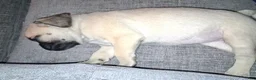Pug dogs for sale: Pug 1 - Ad 5