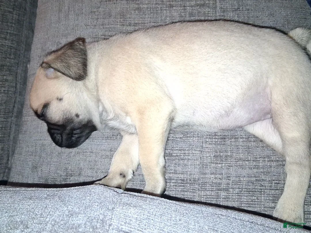 Pug dogs for sale: Pug 1 - Ad 5