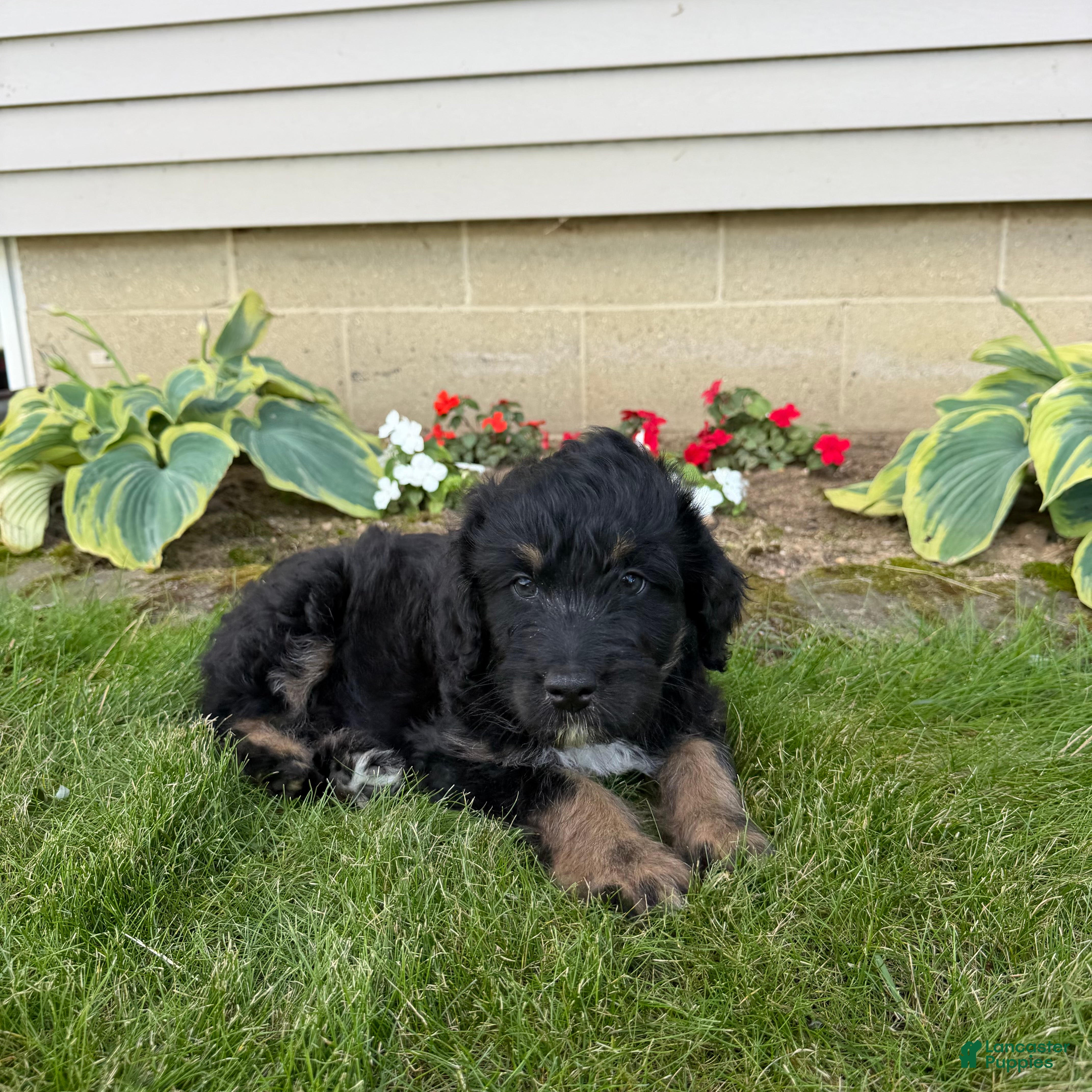 Aussiedoodle dogs Leo - Ad 1