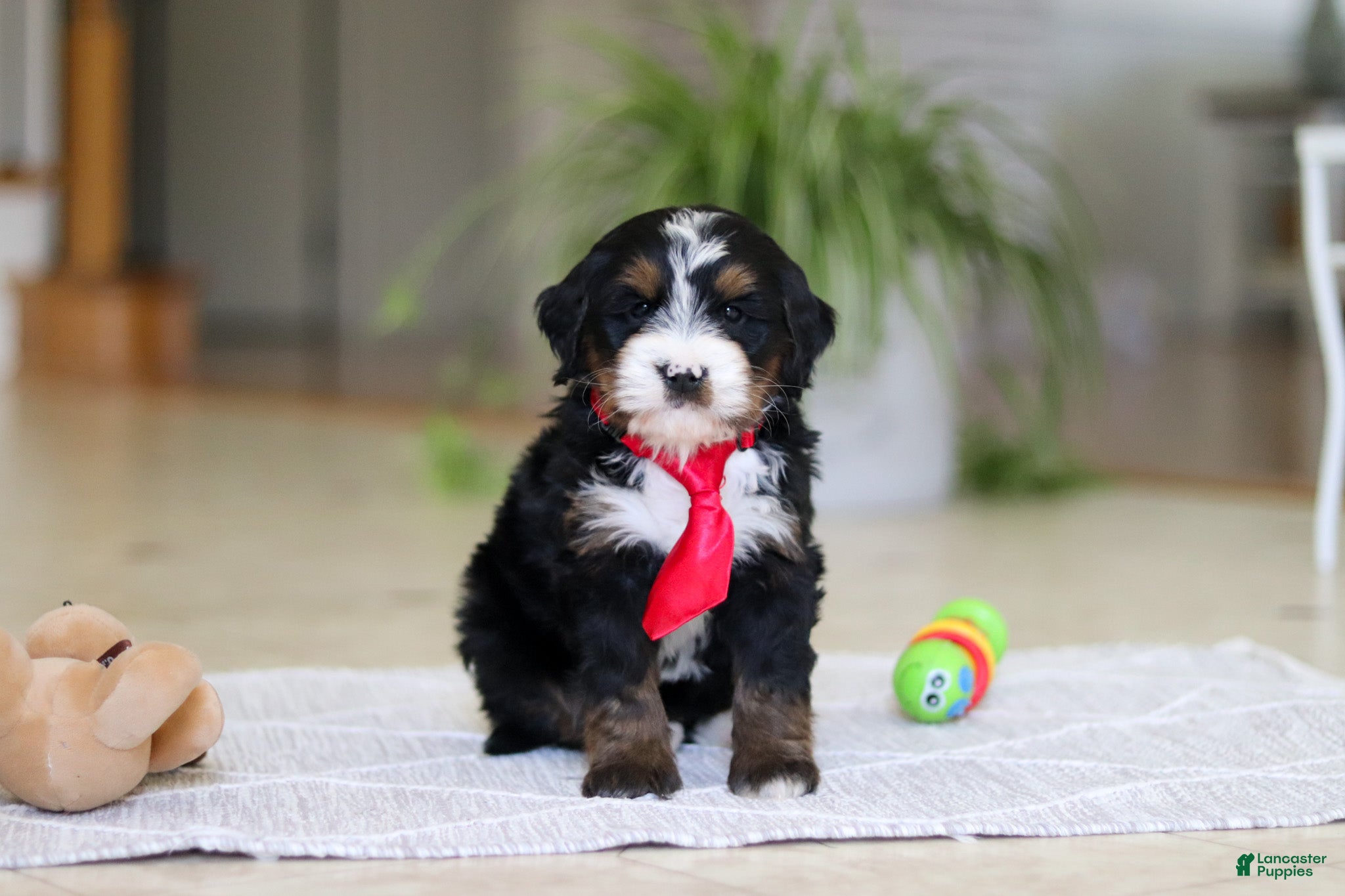 Mini Bernedoodle dogs Chico - Ad 2