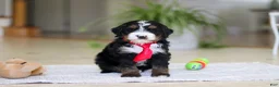 Mini Bernedoodle dogs for sale: Chico - Ad 2